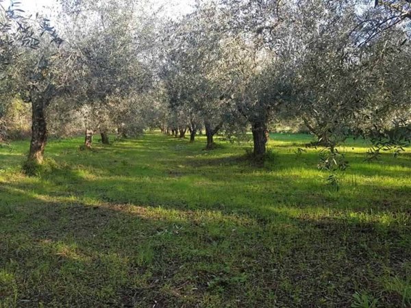 terreno agricolo in vendita a Gavorrano