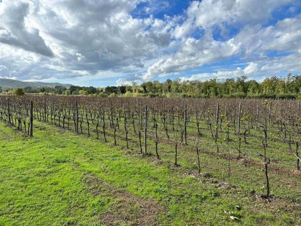 casale in vendita a Gavorrano