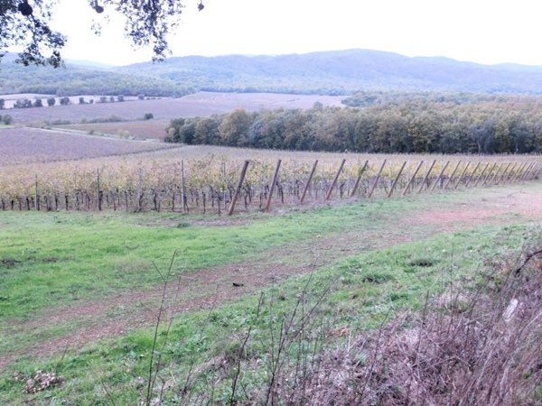 azienda agricola in vendita a Gavorrano