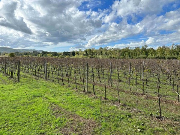 azienda agricola in vendita a Gavorrano