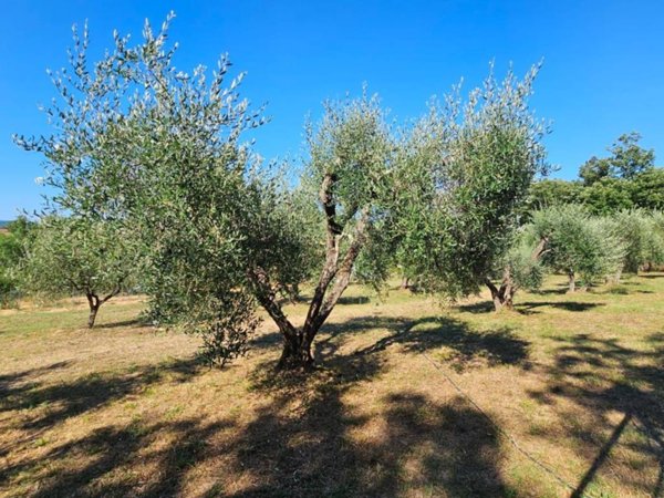 terreno agricolo in vendita a Gavorrano in zona Grilli
