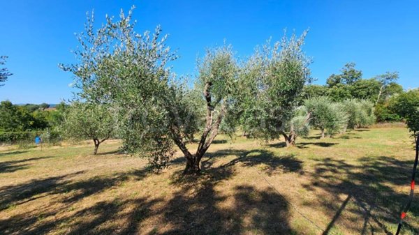 terreno agricolo in vendita a Gavorrano in zona Grilli