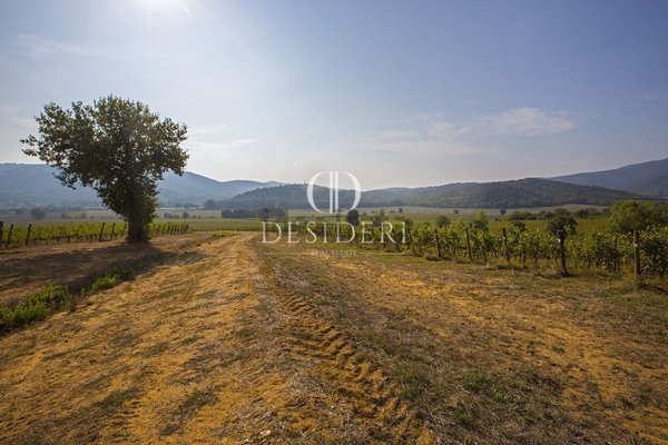 azienda agricola in vendita a Gavorrano in zona Grilli