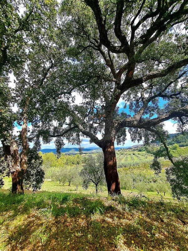 terreno agricolo in vendita a Gavorrano in zona Bagno di Gavorrano