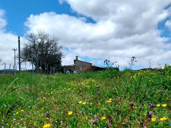 terreno agricolo in vendita a Gavorrano