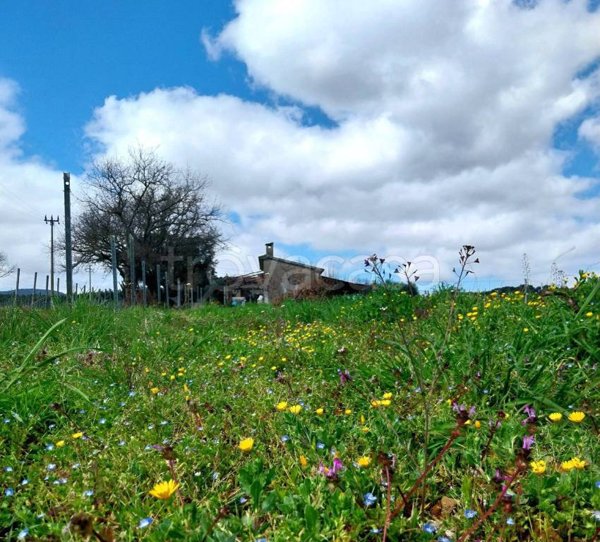 terreno agricolo in vendita a Gavorrano in zona Caldana
