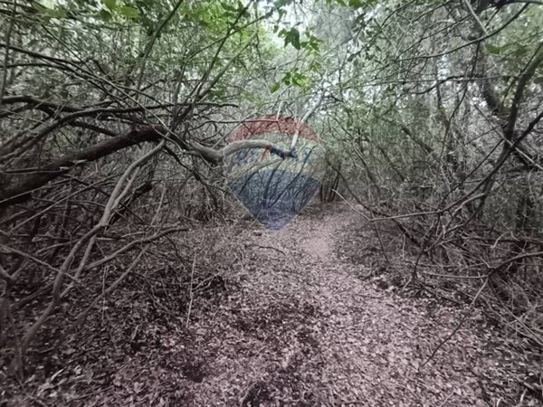 terreno agricolo in vendita a Gavorrano