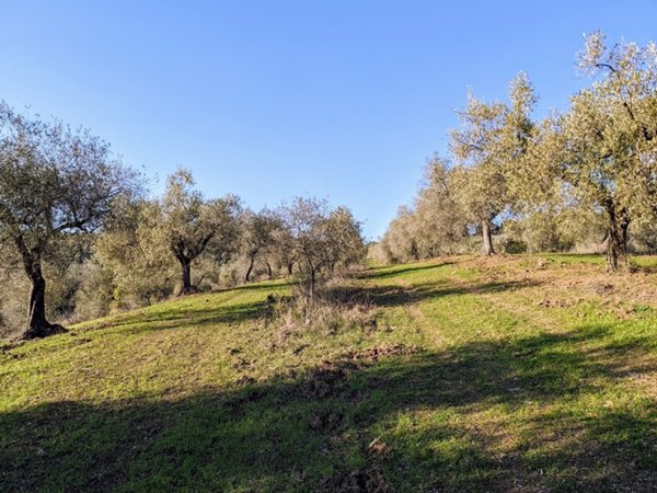 azienda agricola in vendita a Gavorrano