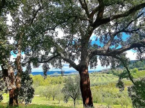 terreno agricolo in vendita a Gavorrano in zona Bagno di Gavorrano