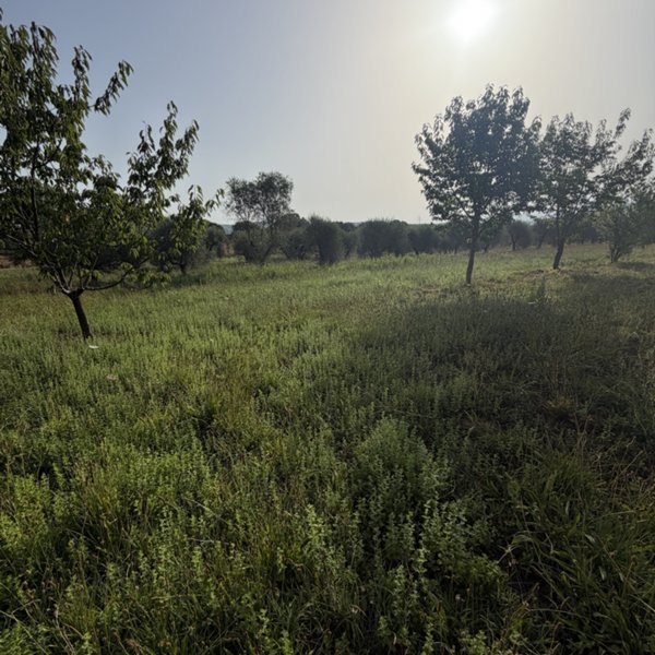 terreno agricolo in vendita a Gavorrano
