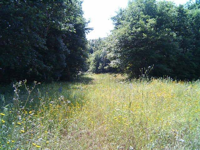 terreno agricolo in vendita a Gavorrano