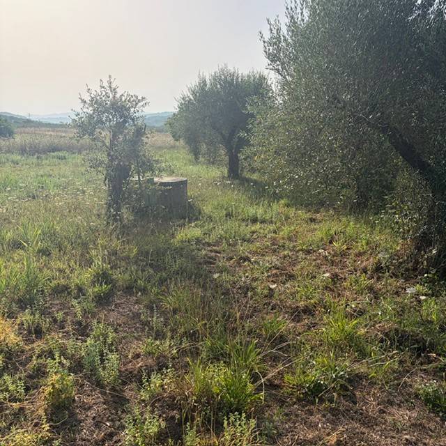 terreno agricolo in vendita a Gavorrano in zona Ravi