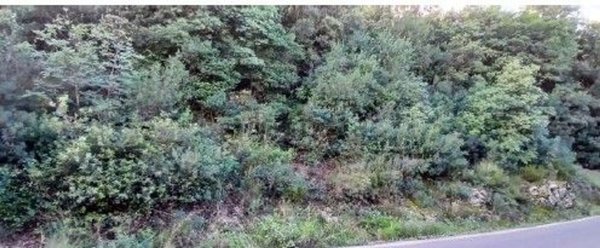 terreno in vendita a Gavorrano