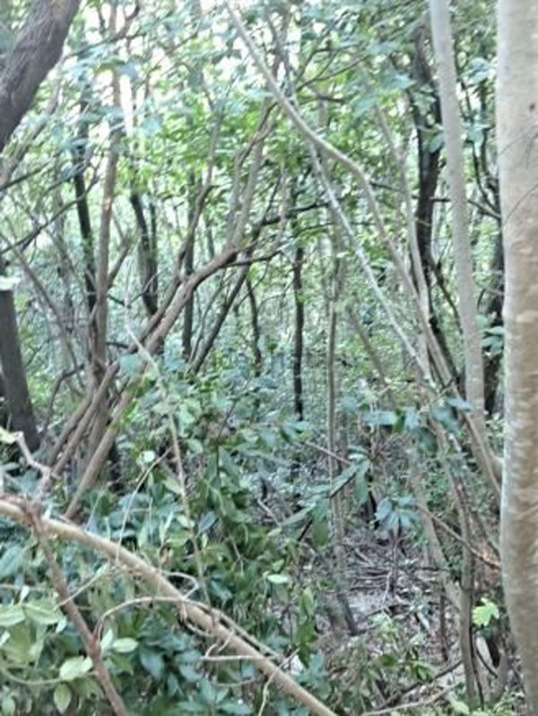 terreno in vendita a Gavorrano