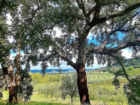 terreno in vendita a Gavorrano in zona Bagno di Gavorrano