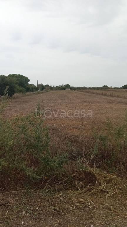 terreno agricolo in vendita a Grosseto in zona Orcagna