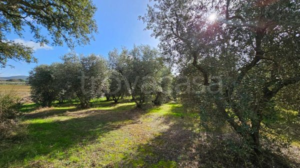 terreno agricolo in vendita a Grosseto in zona Batignano