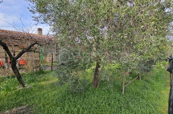 terreno agricolo in vendita a Grosseto