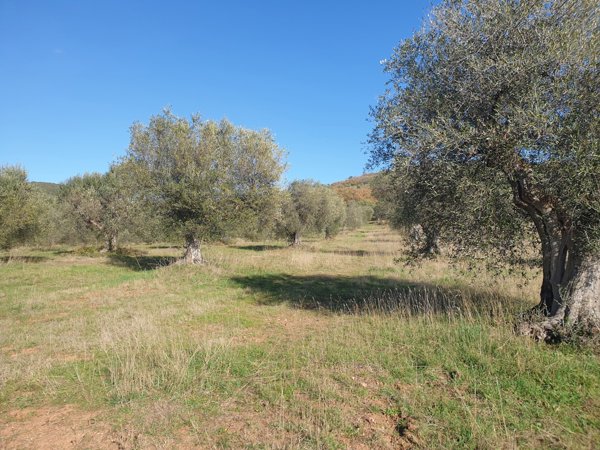 terreno agricolo in vendita a Grosseto in zona Roselle