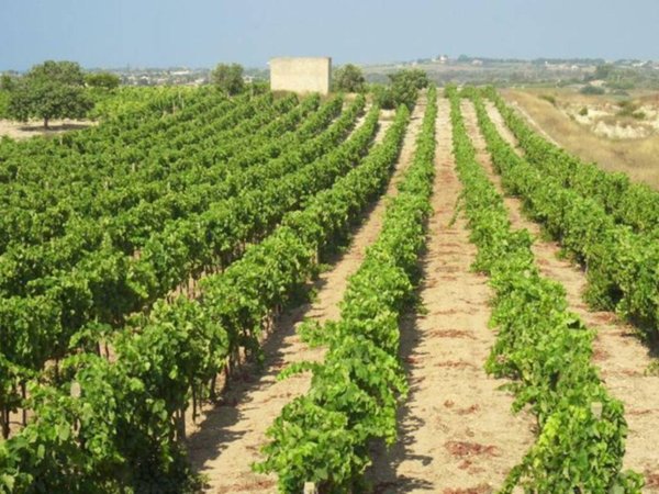 terreno agricolo in vendita a Grosseto