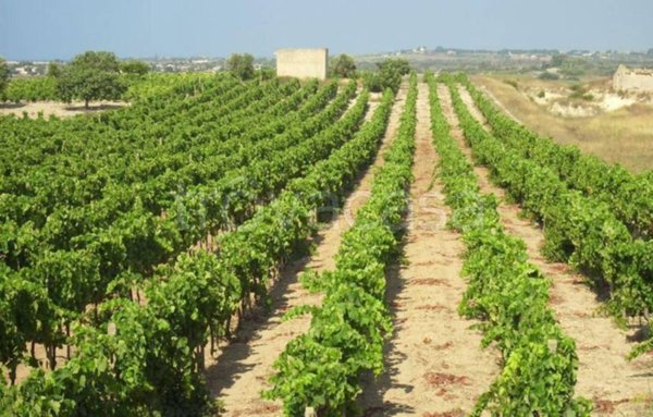 terreno agricolo in vendita a Grosseto