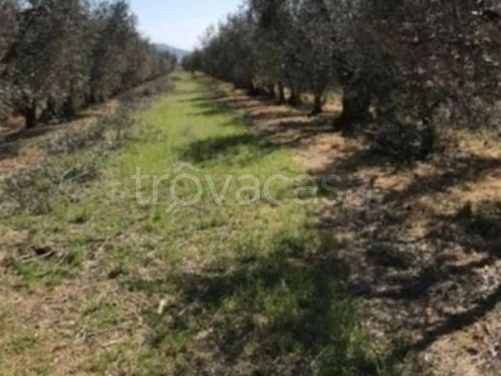 terreno agricolo in vendita a Grosseto in zona La Principina