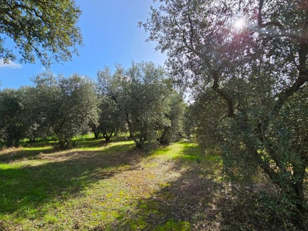 terreno agricolo in vendita a Grosseto in zona Batignano