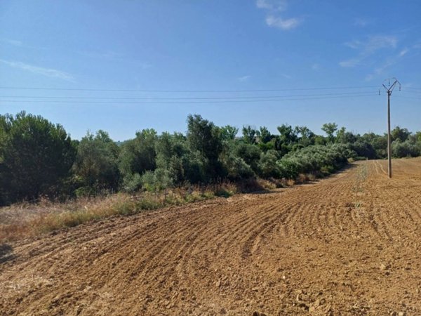 terreno agricolo in vendita a Grosseto in zona Centro Città