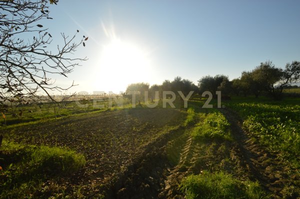 terreno agricolo in vendita a Grosseto in zona Centro Città