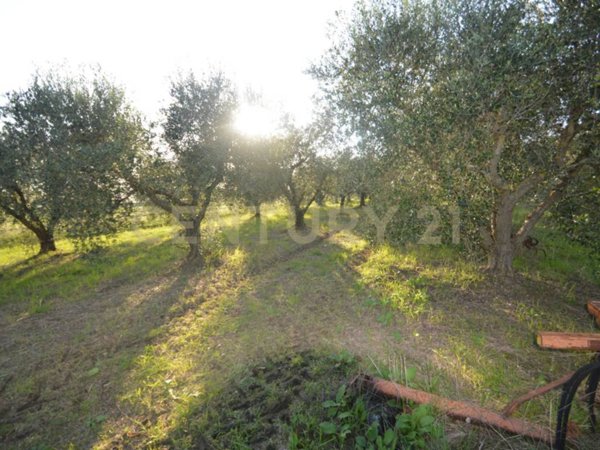 terreno agricolo in vendita a Grosseto