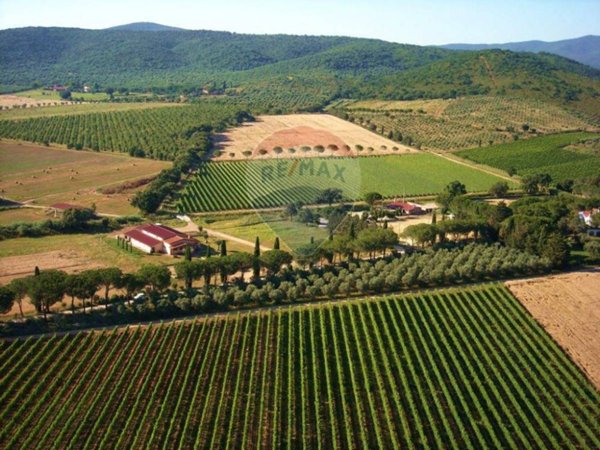 azienda agricola in vendita a Grosseto
