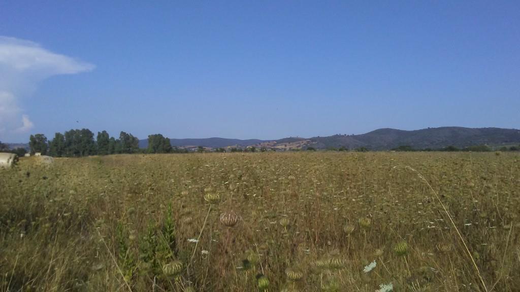 terreno agricolo in vendita a Grosseto in zona Alberese