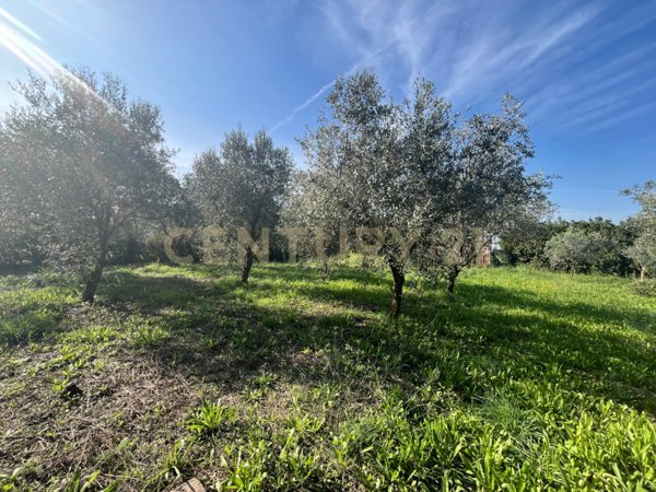 terreno agricolo in vendita a Grosseto in zona Pianetto