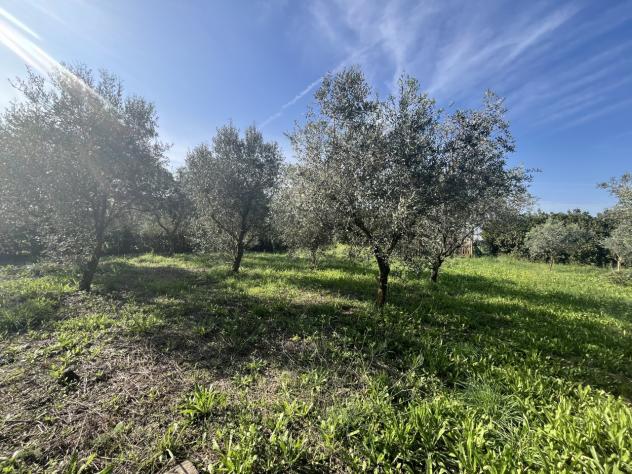 terreno agricolo in vendita a Grosseto in zona Pianetto