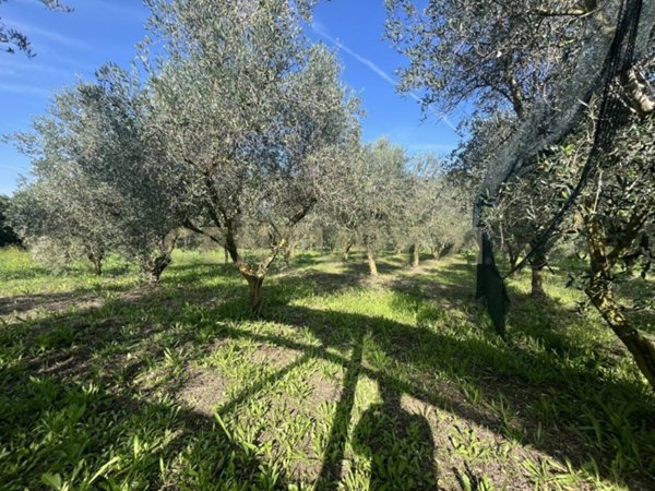terreno agricolo in vendita a Grosseto in zona Pianetto