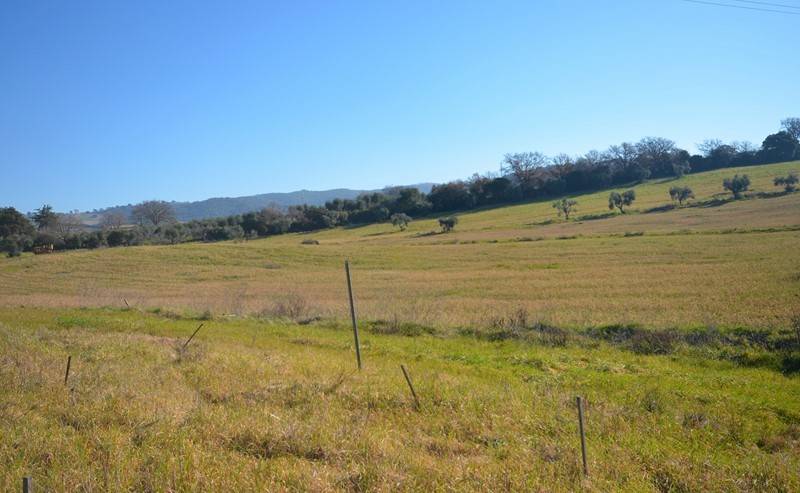terreno agricolo in vendita a Grosseto