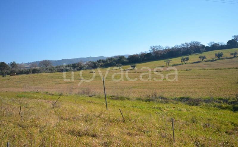 terreno agricolo in vendita a Grosseto in zona Istia d'Ombrone-Le Stiacciole