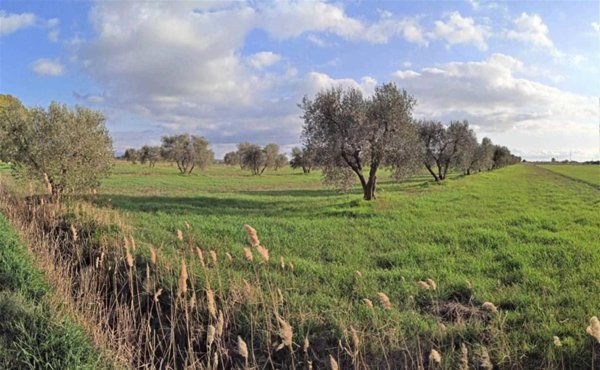terreno agricolo in vendita a Grosseto
