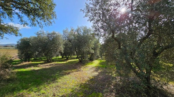 terreno agricolo in vendita a Grosseto in zona Batignano