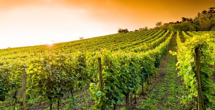 terreno agricolo in vendita a Grosseto