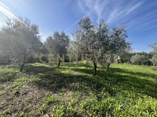 terreno agricolo in vendita a Grosseto in zona Pianetto