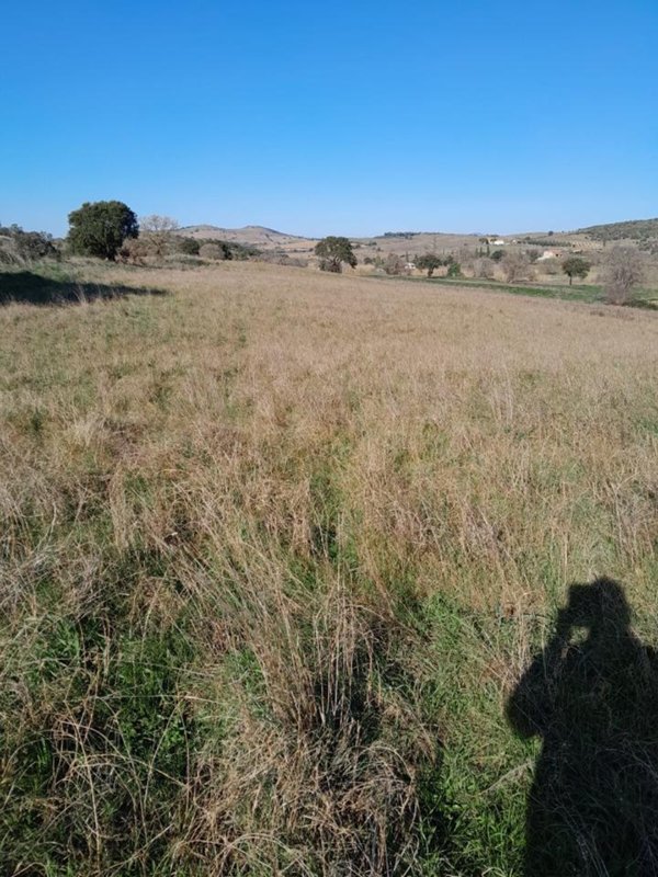 terreno agricolo in vendita a Grosseto