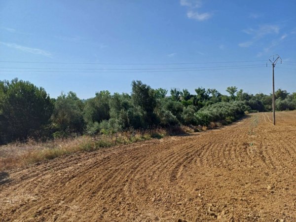 terreno agricolo in vendita a Grosseto in zona Istia d'Ombrone-Le Stiacciole