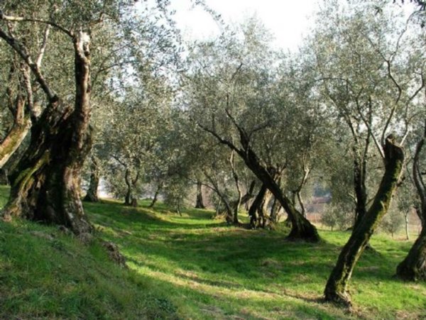 terreno agricolo in vendita a Grosseto