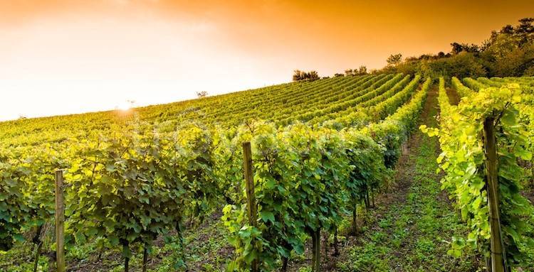 casale in vendita a Grosseto