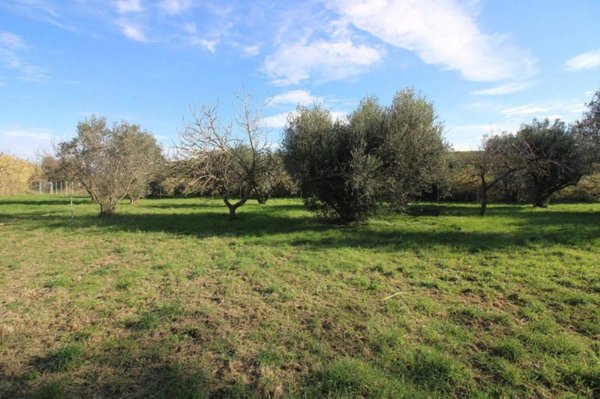 terreno agricolo in vendita a Grosseto