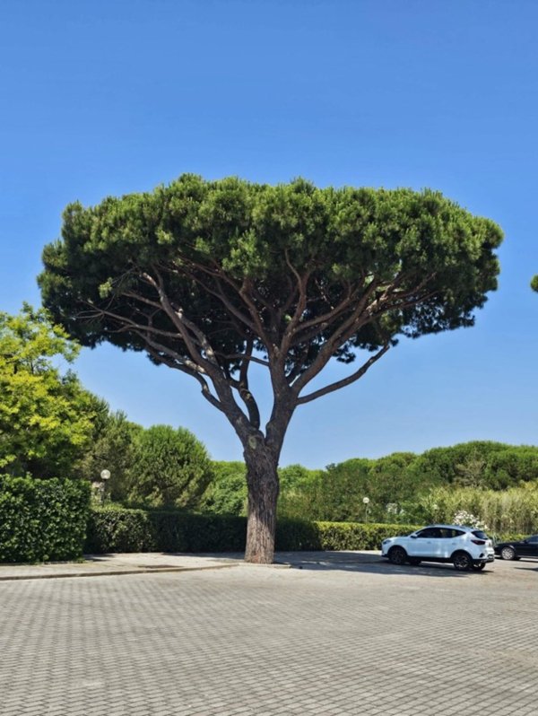 appartamento in vendita a Grosseto in zona Principina a Mare