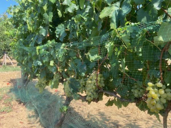 terreno agricolo in vendita a Grosseto