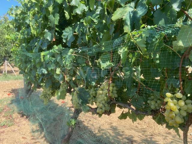 terreno agricolo in vendita a Grosseto in zona Istia d'Ombrone-Le Stiacciole