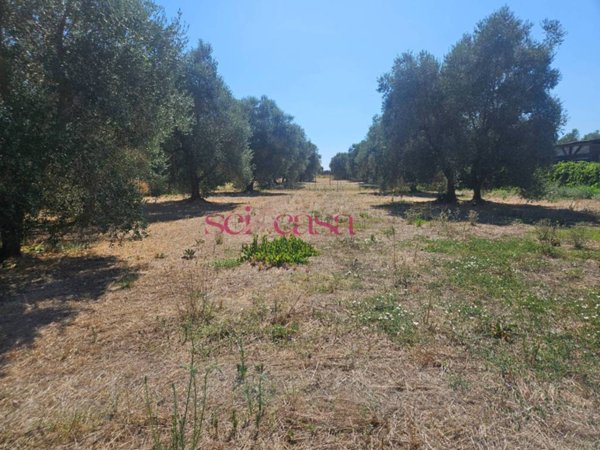 terreno agricolo in vendita a Grosseto in zona Rugginosa Nuova